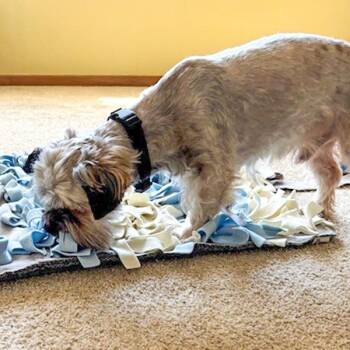 Miniature Schnauzer Dogs Available for Adoption - Dandy | PetCurious