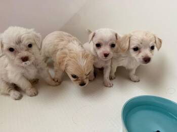 Blanche -  Chihuahua and Terrier Dog for Adoption in College Station, Texas - Blanche | PetCurious