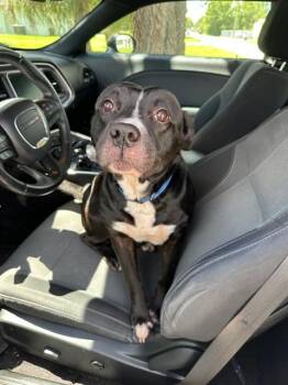 Rescue Pit Bull Terrier Dogs for Adoption in Ocala, Florida - HODOR | PetCurious