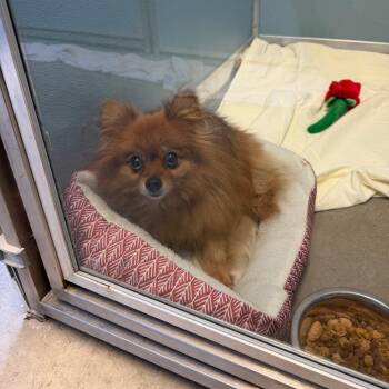 Bear -  Pomeranian Dog for Adoption in Uniontown, Pennsylvania - Bear | PetCurious