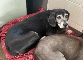 Rescue Mixed Breed Dogs for Adoption in Watertown, Wisconsin - Lola | PetCurious