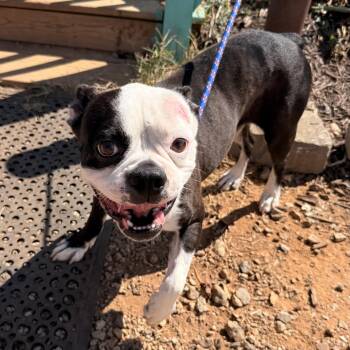 Crumpet -  Boston Terrier Dog for Adoption in Columbia, South Carolina - Crumpet | PetCurious