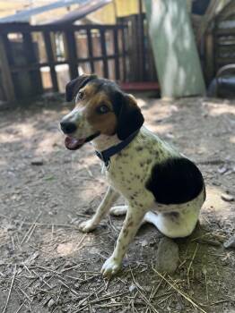 Rescue Black And Tan Coonhound Dogs for Adoption in Washington, Missouri - Hunter | PetCurious