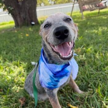 Kody -  Australian Cattle Dog Blue Heeler Dog for Adoption in Aledo, Texas - Kody | PetCurious