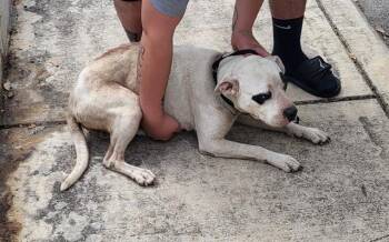 American Staffordshire Terrier Dogs Available for Adoption - MEGARA | PetCurious