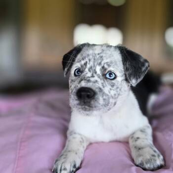 Border Collie and Australian Cattle Dog Blue Heeler Dogs Available for Adoption in Boerne, Texas - Celeste | PetCurious