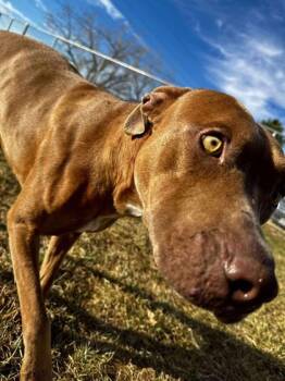 Rescue Labrador Retriever and Mixed Breed Dogs for Adoption in Scottsbluff, Nebraska - Rusty Ray | PetCurious