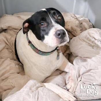 Pointer and Retriever Dogs Available for Adoption in Washington, District Of Columbia - Violeta | PetCurious