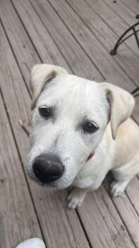 Mixed Breed Dogs Available for Adoption in Boston, Massachusetts - Hank Bell | PetCurious