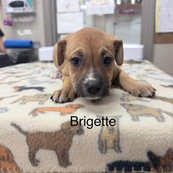 Bridgette -  Mixed Breed Dog for Adoption in Knoxville, Tennessee - Bridgette | PetCurious