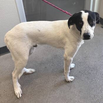 110968 -  Mixed Breed Dog for Adoption in Las Cruces, New Mexico - 110968 | PetCurious