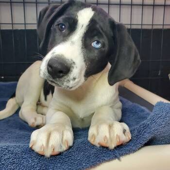 Labrador Retriever and Pit Bull Terrier Dogs Available for Adoption - Chip | PetCurious