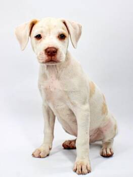 Miles -  Boxer and Mixed Breed Dog for Adoption in Morton Grove, Illinois - Miles | PetCurious