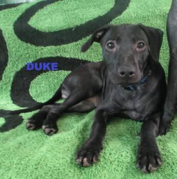 Duke -  Pit Bull Terrier and Miniature Pinscher Dog for Adoption in Rochester, New York - Duke | PetCurious