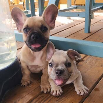 Scone -  French Bulldog and Miniature Dachshund Dog for Adoption in Austin, Texas - Scone | PetCurious