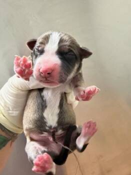 JUPITER -  Mixed Breed Dog for Adoption in Jacksonville, Florida - JUPITER | PetCurious