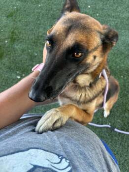 Sabrina Spellman NKA Leila in California -  Belgian Shepherd Malinois and German Shepherd Dog Dog for Adoption in Imlay City, Michigan - Sabrina Spellman NKA Leila In California | PetCurious