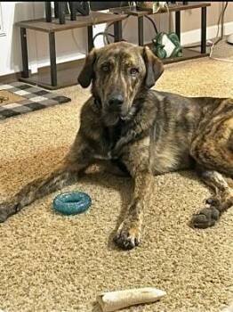 Dutch Shepherd Dogs Available for Adoption - Handsome Hank | PetCurious