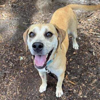 Daisy -  Mixed Breed Dog for Adoption - Daisy | PetCurious