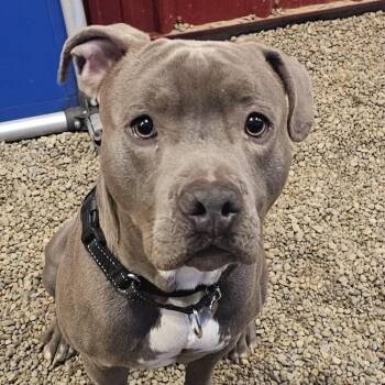 Pit Bull Terrier Dogs Available for Adoption in Grafton, Ohio - Thor | PetCurious
