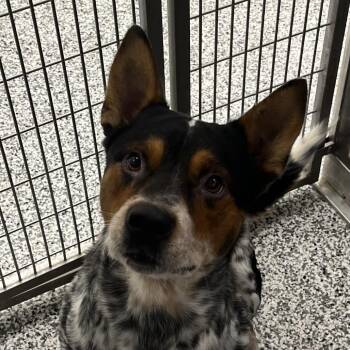 Chandler -  Cattle Dog Dog for Adoption in Madisonville, Tennessee - Chandler | PetCurious