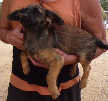 JOHNNY -  Dachshund Dog for Adoption in Corona, California - JOHNNY | PetCurious