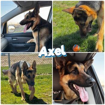 German Shepherd Dog Dogs Available for Adoption - Axel - Call For Appt | PetCurious