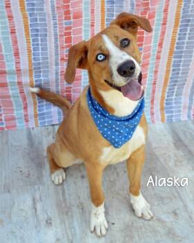 Husky Dogs Available for Adoption - Alaska | PetCurious