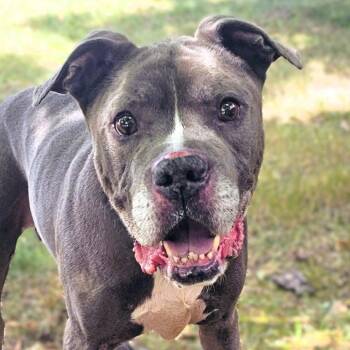 Jacksoon -  Pit Bull Terrier Dog for Adoption in Framingham, Massachusetts - Jacksoon | PetCurious