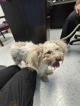 MAD MAX -  Poodle and Mixed Breed Dog for Adoption in Forney, Texas - MAD MAX | PetCurious