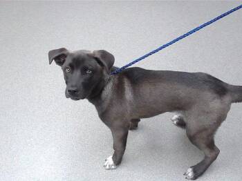 DETROIT ROCK CITY -  Akita and Mixed Breed Dog for Adoption in Omaha, Nebraska - DETROIT ROCK CITY | PetCurious