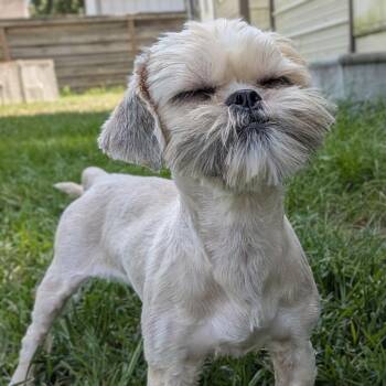 Duster -  Shih Tzu Dog for Adoption in Houston, Texas - Duster | PetCurious
