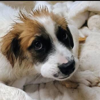 Graham -  Border Collie Dog for Adoption in Magnolia, Texas - Graham | PetCurious