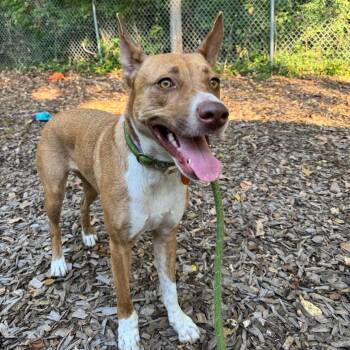 Daisy Mae -  Border Collie Dog for Adoption in Belleville, Illinois - Daisy Mae | PetCurious