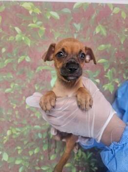 Pequeńa -  Chihuahua and Mixed Breed Dog for Adoption in San Antonio, Texas - Pequeńa | PetCurious