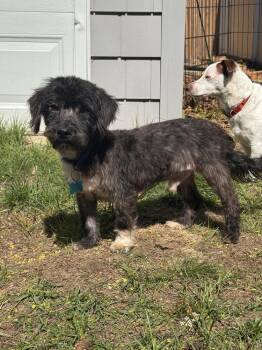 Shih Tzu and Terrier Dogs Available for Adoption in New York, New York - Cookie | PetCurious