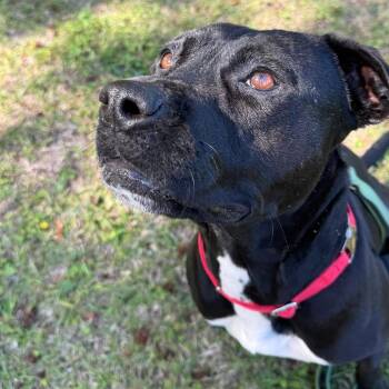 Mixed Breed Dogs Available for Adoption in Savannah, Georgia - Baby Nina (new Name Tbd) | PetCurious