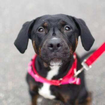 Labrador Retriever Dogs Available for Adoption in Dover, New Hampshire - Nala | PetCurious