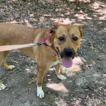 Henry -  Labrador Retriever and Black Mouth Cur Dog for Adoption in Brookeville, Maryland - Henry | PetCurious
