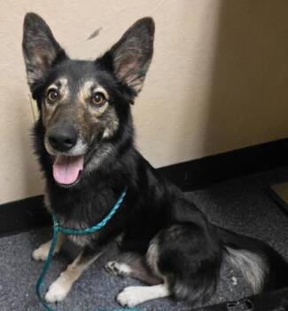 Fleetwood Mac -  Shepherd and Mixed Breed Dog for Adoption in Roseville, California - Fleetwood Mac | PetCurious