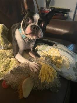 Sir Rocky - 5012 FL -  Boston Terrier Dog for Adoption in Maryville, Tennessee - Sir Rocky - 5012 FL | PetCurious