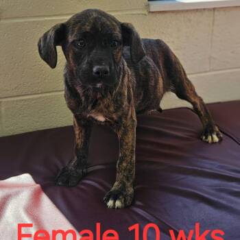 Boxer and Terrier Dogs Available for Adoption in Charlottesville, Virginia - Amelia Rose | PetCurious