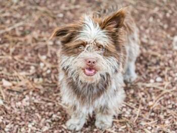FIONA -  Mixed Breed Dog for Adoption in Santa Fe, New Mexico - FIONA | PetCurious