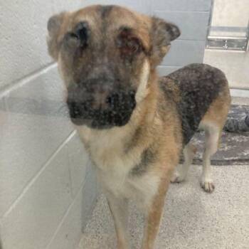 Crumble -  German Shepherd Dog Dog for Adoption in Lake Havasu City, Arizona - Crumble | PetCurious