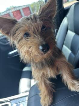 Dude -  Yorkshire Terrier Dog for Adoption in Shawnee, Oklahoma - Dude | PetCurious