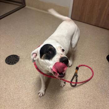 Lark -  Pit Bull Terrier Dog for Adoption in Bristol, Indiana - Lark | PetCurious