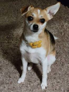 Maggie May -  Chihuahua Dog for Adoption in Ashland, Kentucky - Maggie May | PetCurious