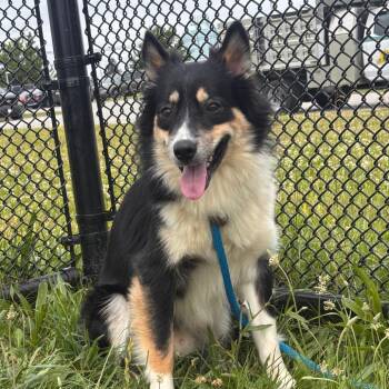 Louie -  Collie Dog for Adoption in York, Pennsylvania - Louie | PetCurious