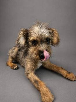 Yorkshire Terrier and Mixed Breed Dogs Available for Adoption in Hardeeville, South Carolina - Petey | PetCurious