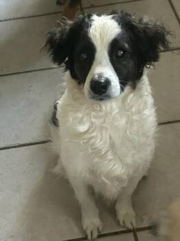 Spartacus AKA Asparagus -  Border Collie and Australian Shepherd Dog Available for Adoption in Randolph, Massachusetts - Spartacus AKA Asparagus | PetCurious